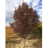 FRAXINUS angustifolia RAYWOOD