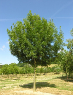 FRAXINUS angustifolia RAYWOOD