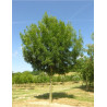 FRAXINUS angustifolia RAYWOOD