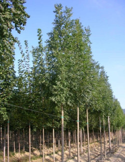 FRAXINUS angustifolia RAYWOOD