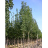 FRAXINUS angustifolia RAYWOOD