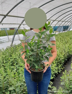 FEIJOA sellowiana En pot de 4-5 litres