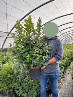 FEIJOA sellowiana En pot de 10-12 litres