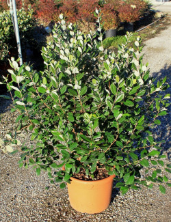 FEIJOA sellowiana En pot de 15-20 litres