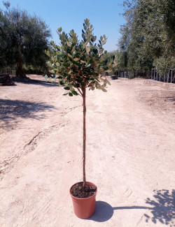 FEIJOA sellowiana En pot de 15-20 litres tige hauteur du tronc 090-110 cm
