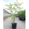 EUODIA daniellii ou Tetradium daniellii var. hupehensis En pot de 15-20 litres