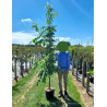 EUODIA daniellii ou Tetradium daniellii var. hupehensis En pot de 15-20 litres forme baliveau