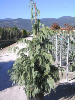 cypres-de-nootka-pleureur-cupressus-nootkatensis-pendula-2.jpg