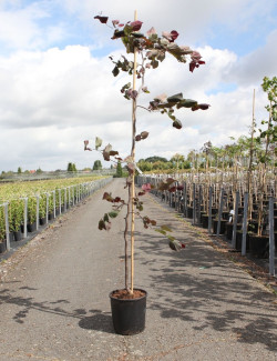 CERCIS canadensis RUBY FALLS En pot de 15-20 litres baliveau hauteur 150-200 cm