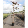 CERCIS canadensis RUBY FALLS En pot de 15 litres forme baliveau