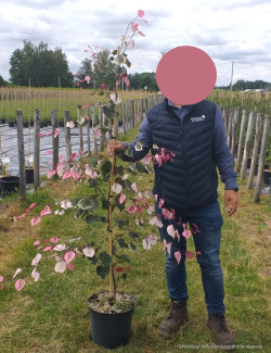 CERCIS canadensis CAROLINA SWEETHEART En pot de 15-20 litres baliveau hauteur 150-200 cm