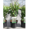 CERCIDIPHYLLUM japonicum En pot de 4-5 litres
