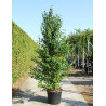 CERCIDIPHYLLUM japonicum En pot de 50-70 litres
