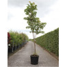 CEDRELA sinensis FLAMINGO En pot de 25-30 litres