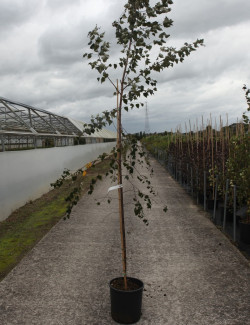 BETULA verrucosa PURPUREA En pot de 15-20 litres baliveau hauteur 150-200 cm