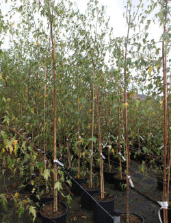 BETULA verrucosa DALECARLICA En pot de 15-20 litres baliveau hauteur 150-200 cm