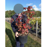 AZALEA mollis En pot de 7-10 litres