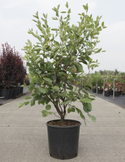 AMELANCHIER LAMARCKII En pot de 15-20 litres buisson hauteur 125-150 cm