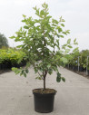 amelanchier-de-lamarck-amelanchier-lamarckii-6.jpg
