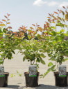 AMELANCHIER LAMARCKII En pot de 3-4 litres buisson hauteur 040-060 cm