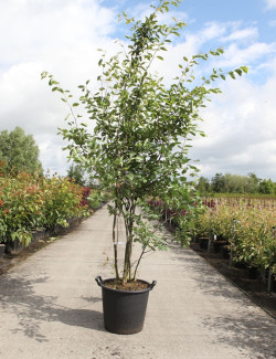 AMELANCHIER LAMARCKII En pot de 35-50 litres cépée hauteur 175-200 cm
