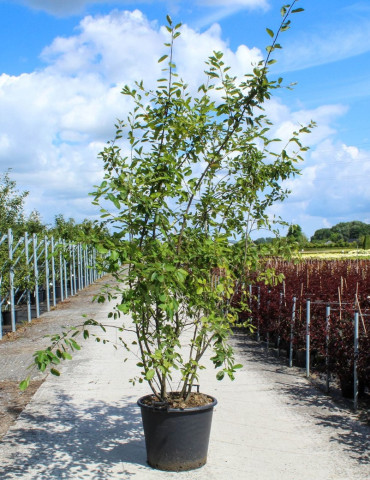 AMELANCHIER LAMARCKII En pot de 70-90 litres cépée hauteur 200-250 cm