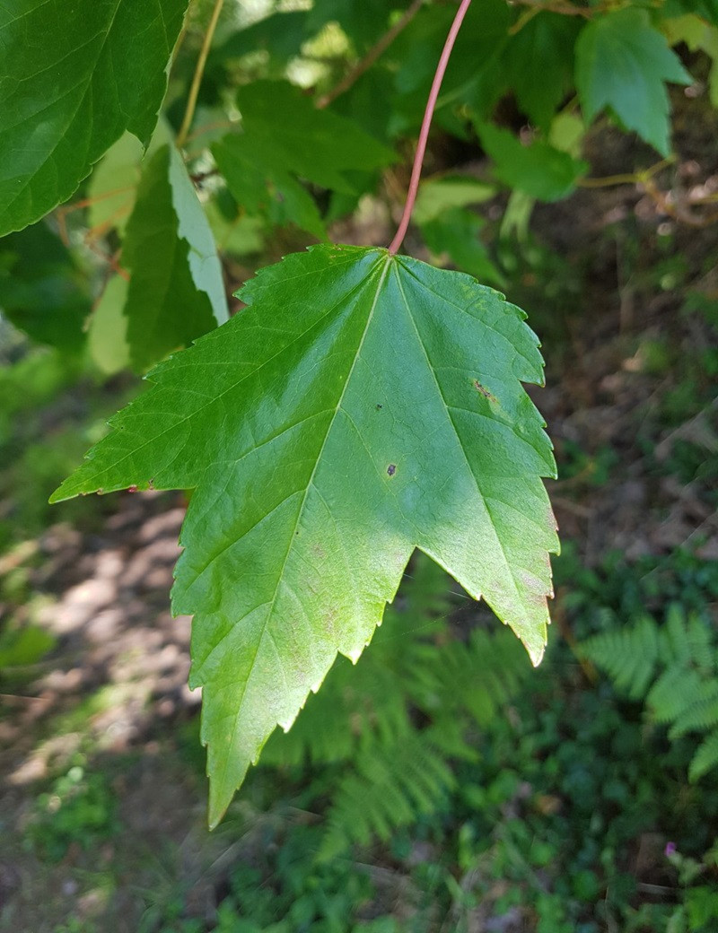 Acer Rouge ACER rubrum REDPOINTE® (Érable rouge)