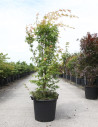 erable-du-japon-a-bois-corail-sangokaku-acer-palmatum-sangokaku-10.jpg