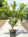 ACER palmatum SENKAKI ou SANGOKAKU En pot de 70-90 litres buisson hauteur 175-200 cm