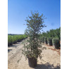QUERCUS suber En pot de 70-90 litres