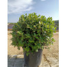 QUERCUS ilex En pot forme boule
