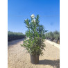 NERIUM oleander BLANC En pot de 35-50 litres