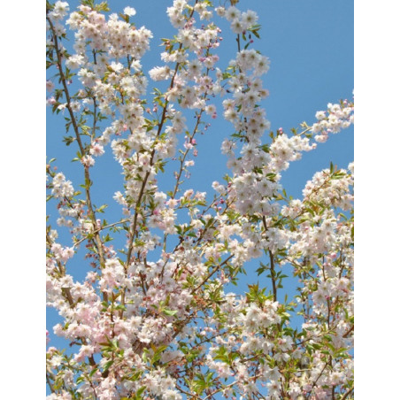 PRUNUS subhirtella AUTUMNALIS PRUNUS subhirtella AUTUMNALIS