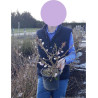 PRUNUS subhirtella AUTUMNALIS En pot de 4-5 litres