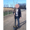 PRUNUS subhirtella AUTUMNALIS En pot de 10-12 litres forme tige hauteur du tronc 110-130 cm