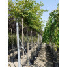 PRUNUS subhirtella AUTUMNALIS En pot de 35-50 litres forme tige hauteur du tronc 180-200 cm