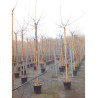 MORUS kagayamae FRUITLESS En pot 25-30 litres forme tige hauteur du tronc 180-200 cm