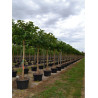 MORUS kagayamae FRUITLESS En pot 110-130 litres forme tige hauteur du tronc 180-200 cm