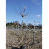 MORUS kagayamae FRUITLESS En pot de 35-50 litres forme tige hauteur du tronc 180-200 cm