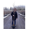MORUS kagayamae FRUITLESS En pot de 15-20 litres forme baliveau
