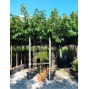 MORUS kagayamae FRUITLESS En pot de 35-50 litres forme tige hauteur du tronc 180-200 cm