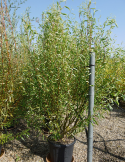 SALIX babylonica TORTUOSA En pot de 35-50 litres