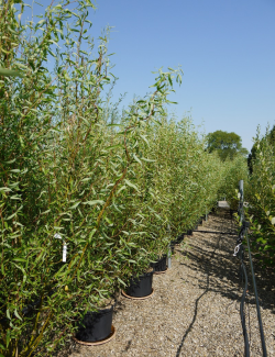 SALIX babylonica TORTUOSA En pot de 35-50 litres