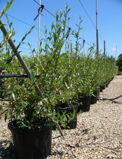 SALIX alba CHERMESINA En pot de 35-50 litres