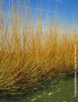 SALIX alba CHERMESINA