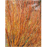 SALIX alba CHERMESINA