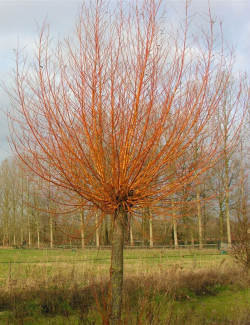 SALIX alba CHERMESINA