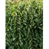 STYRAX japonica FRAGRANT FOUNTAIN®