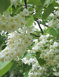 STYRAX obassia