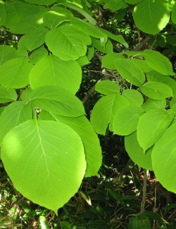 STYRAX obassia